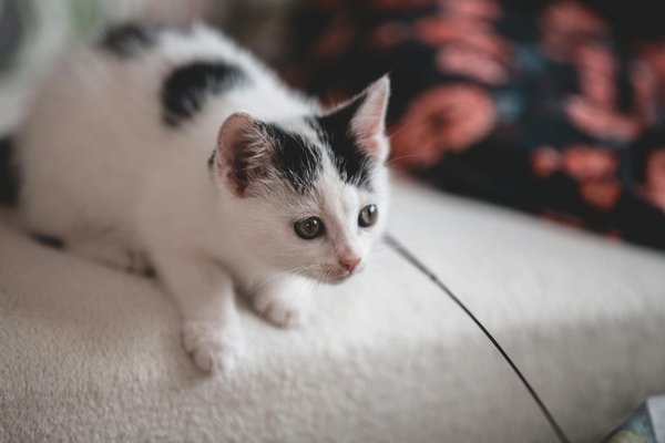Le rôle des jouets pour le bien-être des chiens en appartement